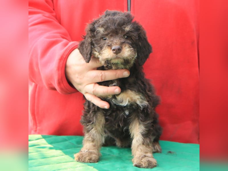Lagotto romagnolo