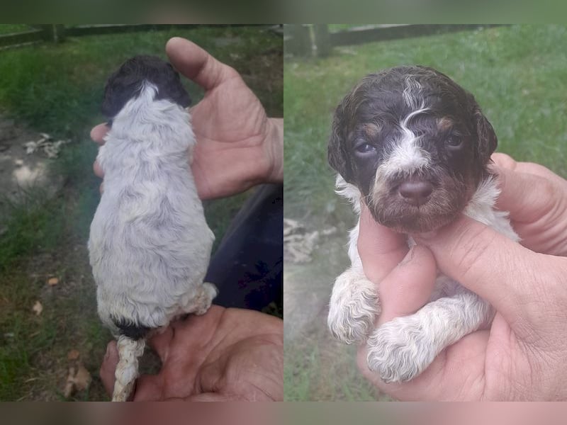 Lagotto romagnolo puppies