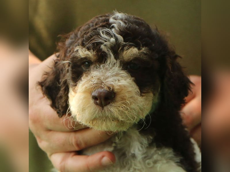 Lagotto romagnolo - puppies
