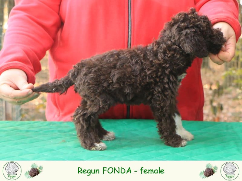 Lagotto romagnolo