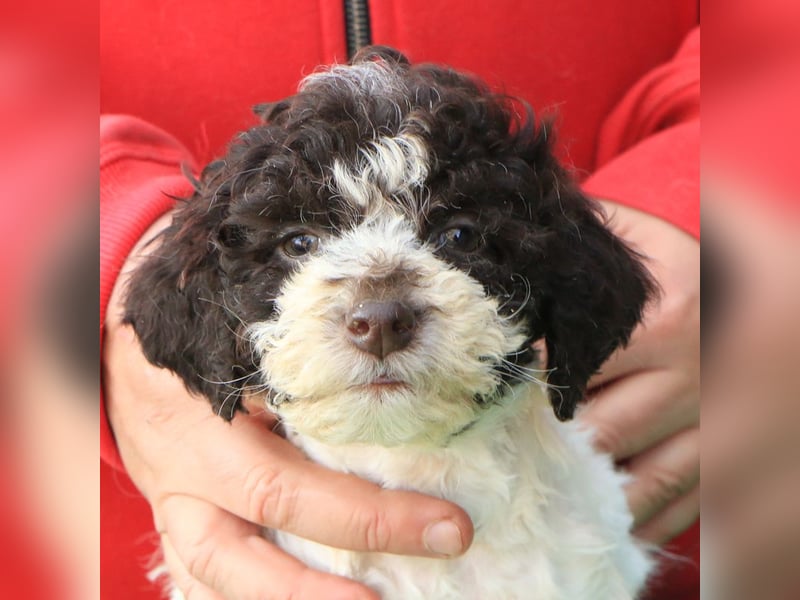 Lagotto romagnolo
