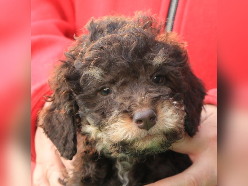 Lagotto romagnolo