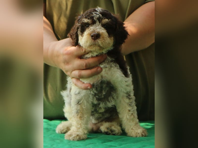 Lagotto romagnolo - puppies