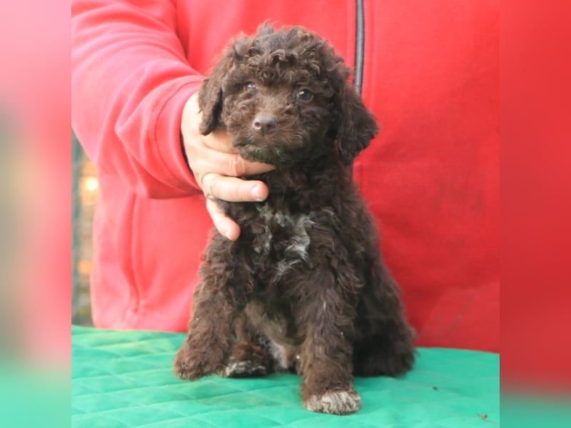 Lagotto romagnolo