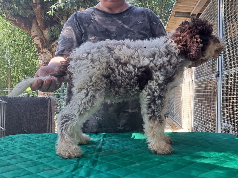 Lagotto romagnolo puppy