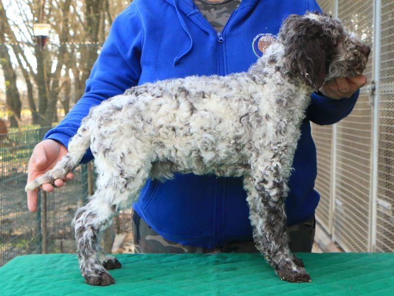 Lagotto romagnolo puppy