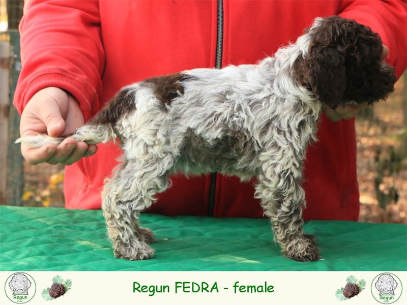 Lagotto romagnolo