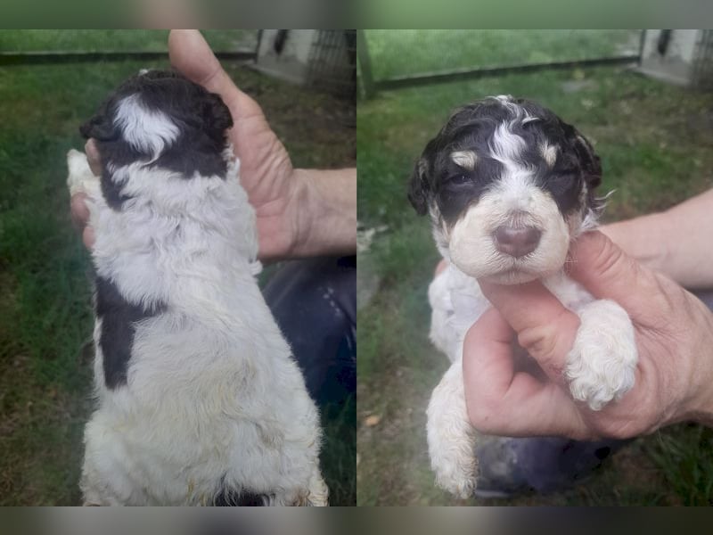 Lagotto romagnolo puppies