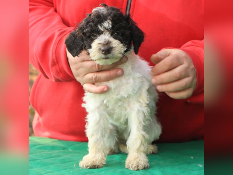 Lagotto romagnolo