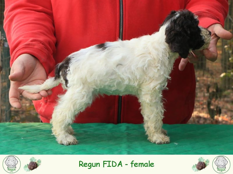 Lagotto romagnolo