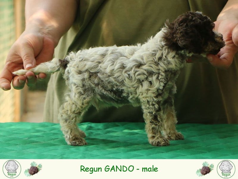 Lagotto romagnolo - puppies