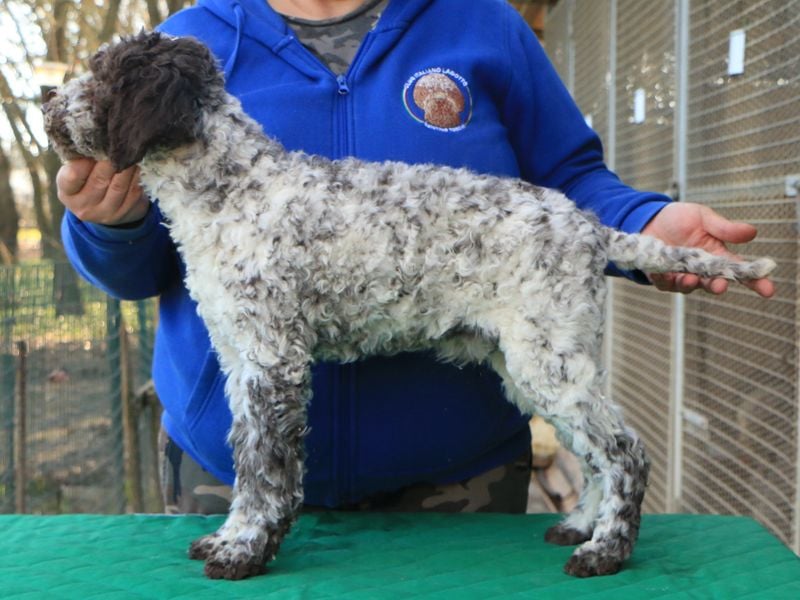 Lagotto romagnolo puppy
