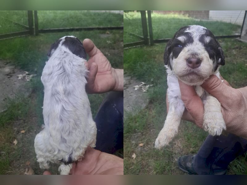 Lagotto romagnolo puppies
