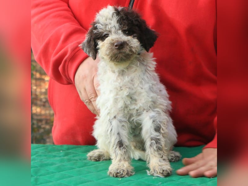 Lagotto romagnolo