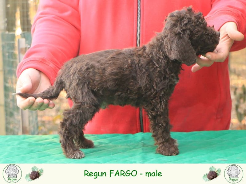 Lagotto romagnolo
