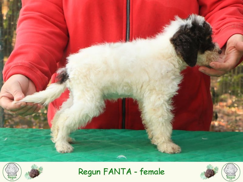 Lagotto romagnolo