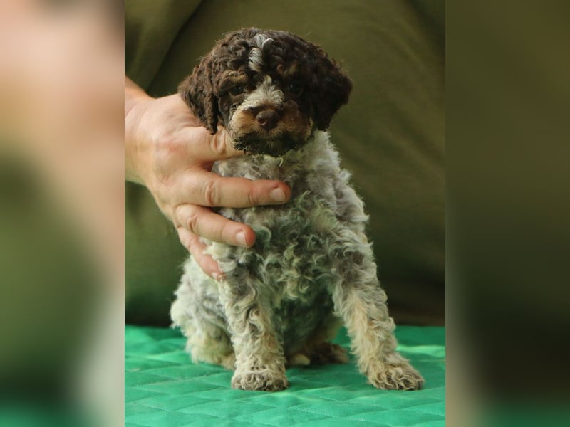 Lagotto romagnolo - puppies