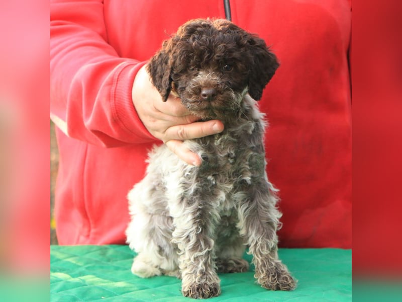 Lagotto romagnolo