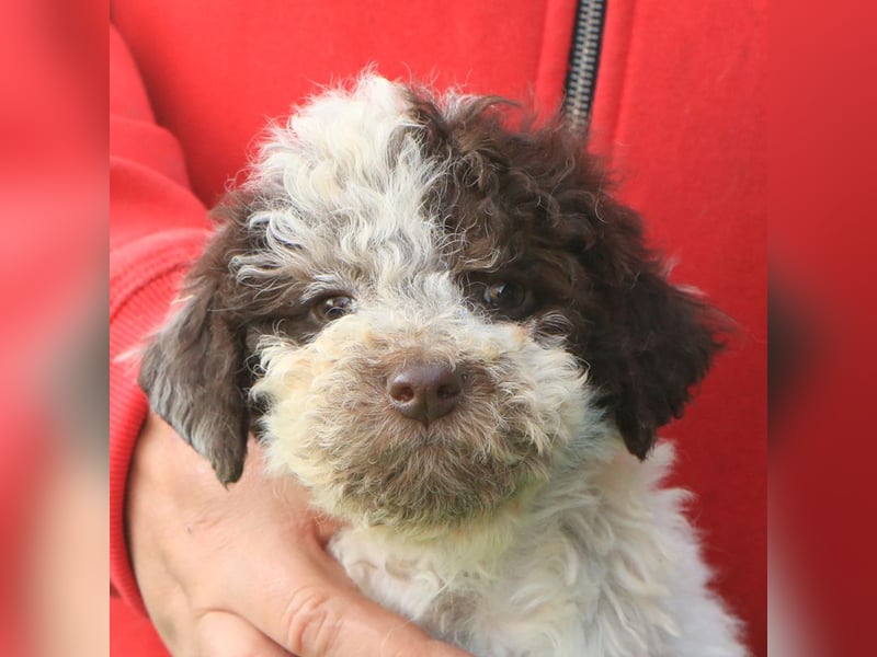 Lagotto romagnolo