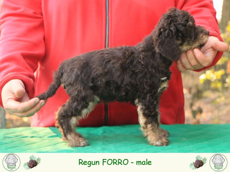Lagotto romagnolo