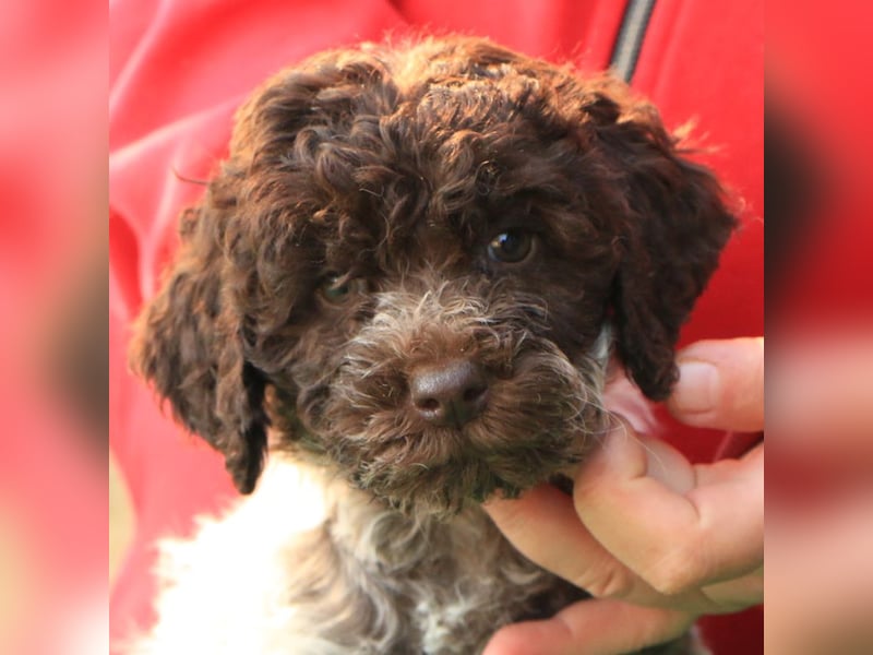 Lagotto romagnolo
