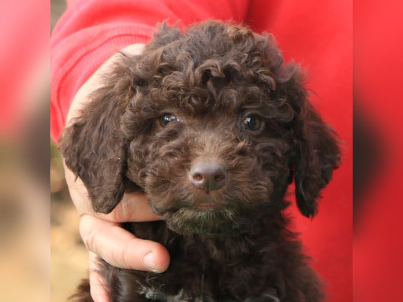 Lagotto romagnolo