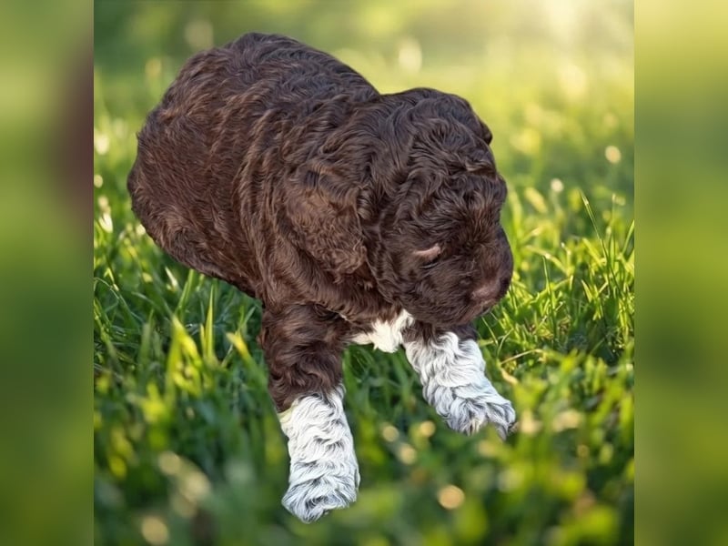 Lagotto - ein Herz aus Locken und Liebe