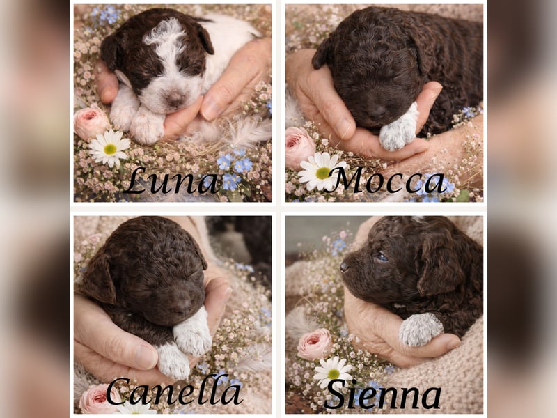 Lagotto - ein Herz aus Locken und Liebe