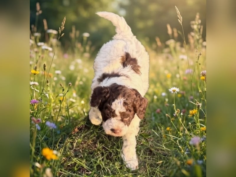 Lagotto - ein Herz aus Locken und Liebe