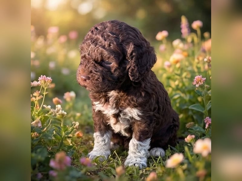 Lagotto - ein Herz aus Locken und Liebe