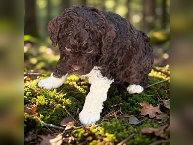 Lagotto - ein Herz aus Locken und Liebe