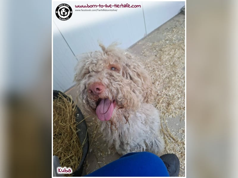 Notfellchen KUBA auf der Suche nach seinen Menschen für immer!