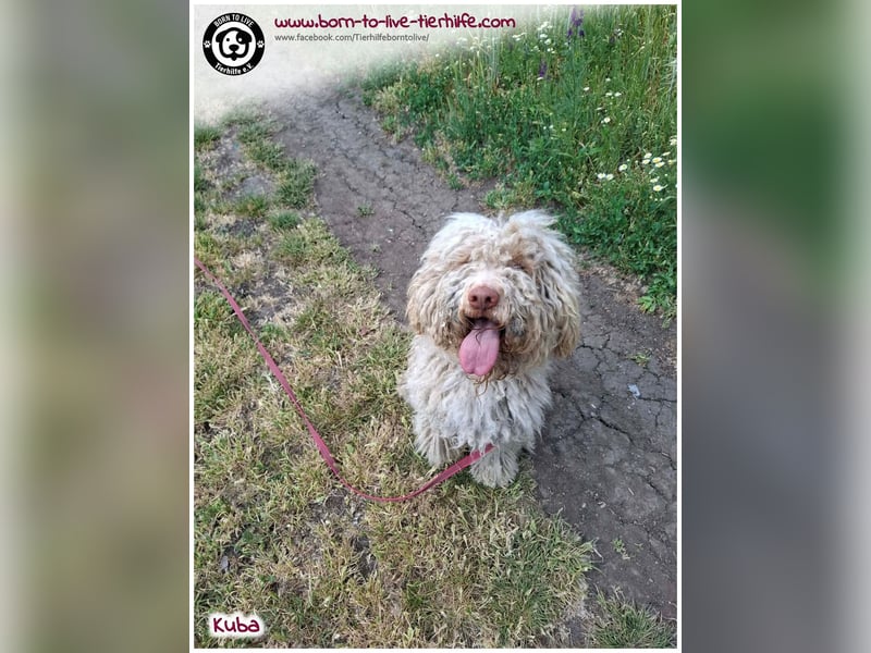 Notfellchen KUBA auf der Suche nach seinen Menschen für immer!