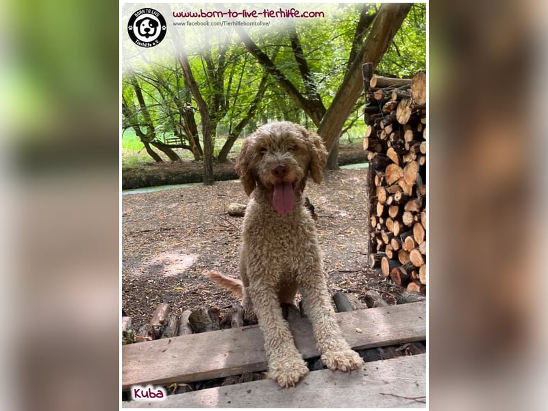 Notfellchen KUBA auf der Suche nach seinen Menschen für immer!