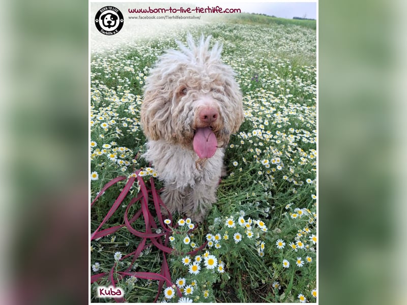 Notfellchen KUBA auf der Suche nach seinen Menschen für immer!