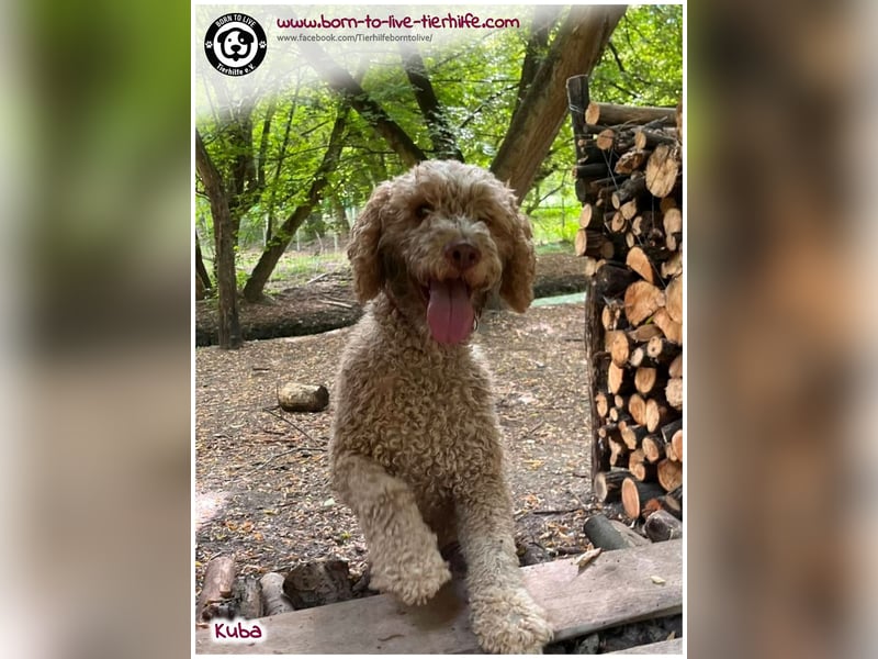 Notfellchen KUBA auf der Suche nach seinen Menschen für immer!