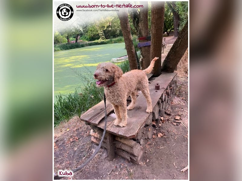 Notfellchen KUBA auf der Suche nach seinen Menschen für immer!