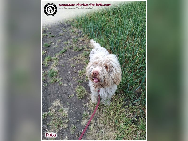 Notfellchen KUBA auf der Suche nach seinen Menschen für immer!