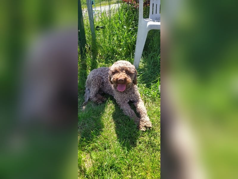 Lagotto Romagnolo/Wasserhund/Trüffelsuchhund