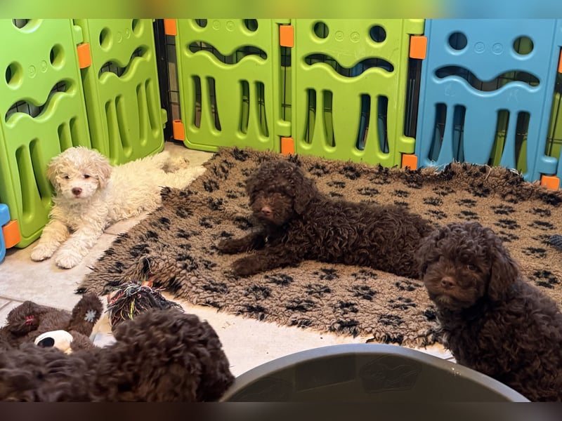 Lagotto Romagnolo/Wasserhund/Trüffelsuchhund