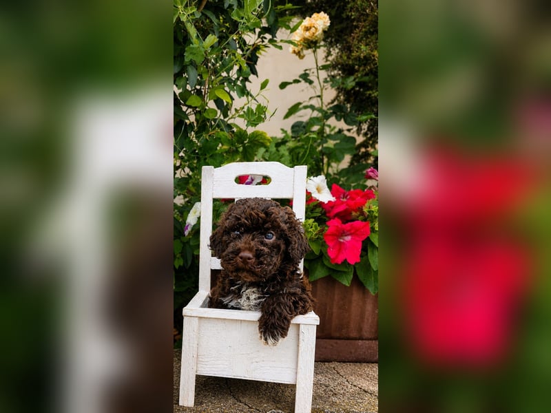 Lagotto Romagnolo/Wasserhund/Trüffelsuchhund