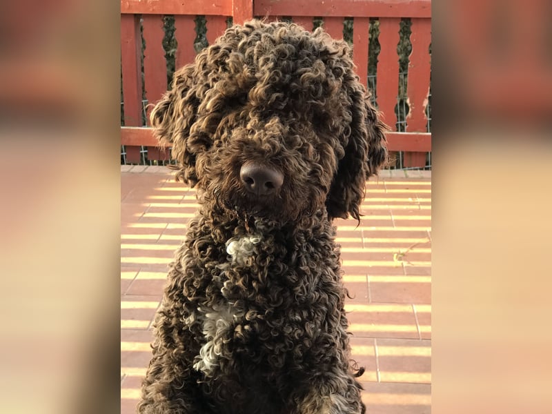 Lagotto Romagnolo/Wasserhund/Trüffelsuchhund