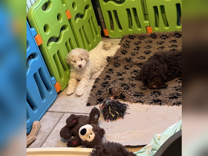 Lagotto Romagnolo/Wasserhund/Trüffelsuchhund