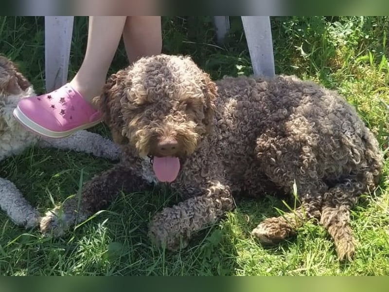 Lagotto Romagnolo/Wasserhund/Trüffelsuchhund