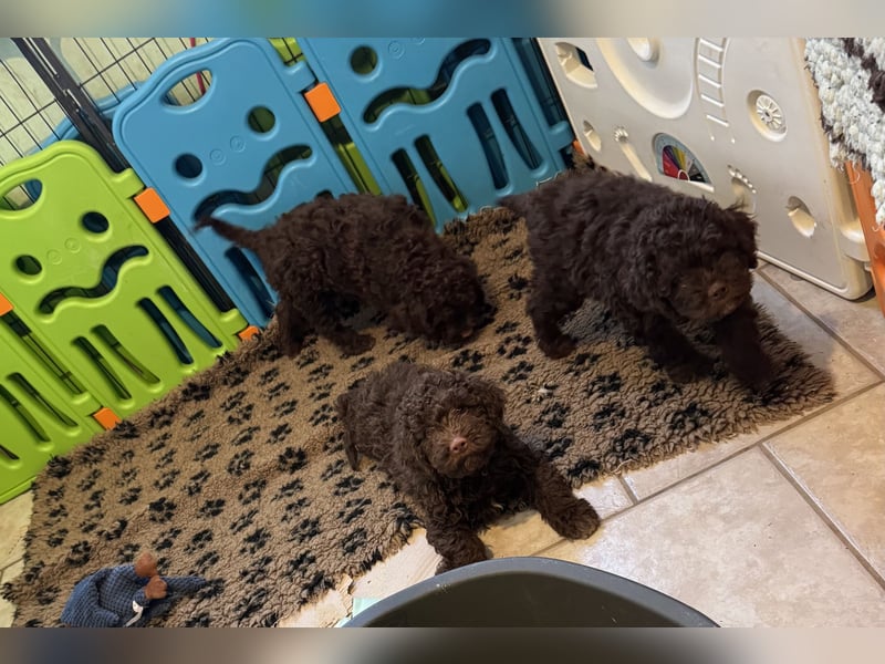 Lagotto Romagnolo/Wasserhund/Trüffelsuchhund