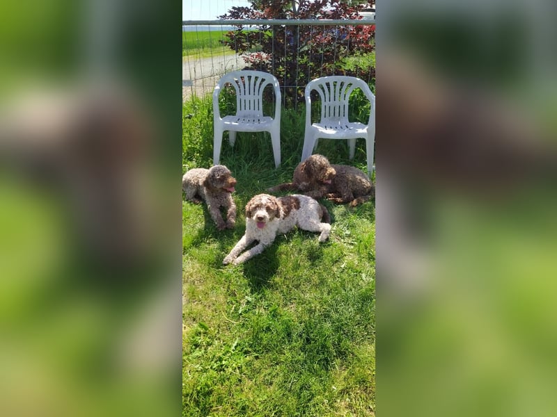 Lagotto Romagnolo/Wasserhund/Trüffelsuchhund