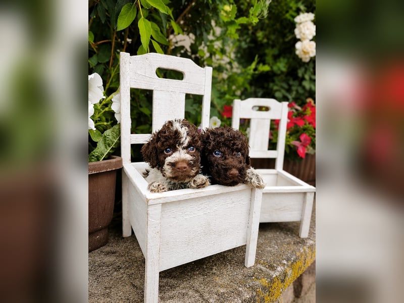 Lagotto Romagnolo/Wasserhund/Trüffelsuchhund