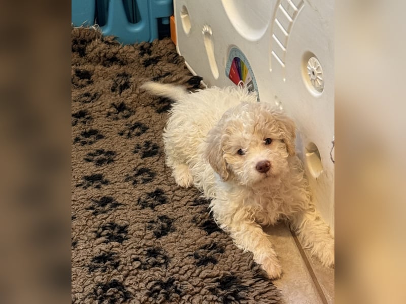 Lagotto Romagnolo/Wasserhund/Trüffelsuchhund