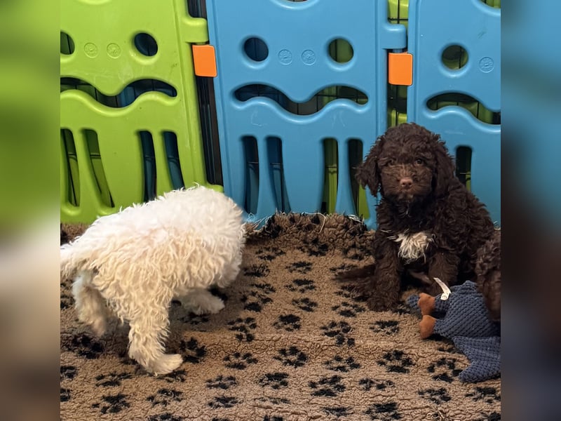 Lagotto Romagnolo/Wasserhund/Trüffelsuchhund