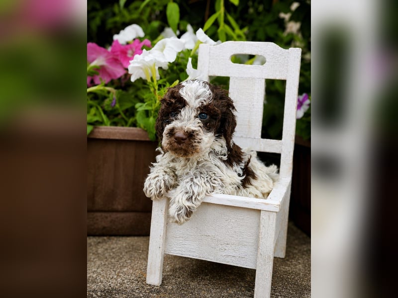 Lagotto Romagnolo/Wasserhund/Trüffelsuchhund